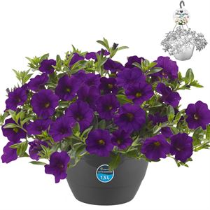 Bild von HP27 o.kl. Calibrachoa Dark Blue